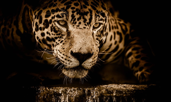 jaguar, menacing, carnivore, stalking, eyes, wildcat, HD wallpaper