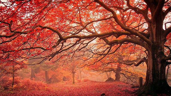 가을 Hd 바탕 화면 배경 화면 무료 다운로드 | Wallpaperbetter