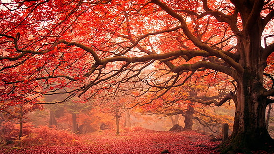 красные листья, осенние листья, дерево, осенний пейзаж, лиственные, осень, HD обои HD wallpaper