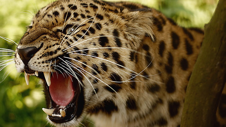 Amur Leopards, animals, leopard, HD wallpaper
