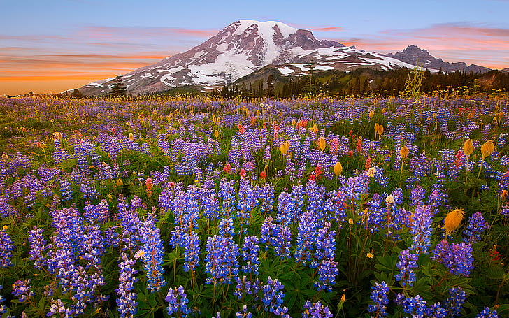 المناظر الطبيعية والجبال والزهور الزرقاء، خلفية HD