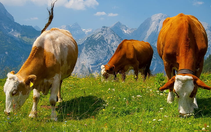 Cows, Graze, Grass, Food, HD wallpaper
