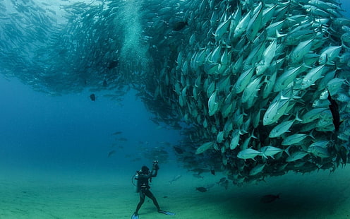 灰色の魚の群れ、水中、写真、魚、ダイバー、魚の群れ、海、 HDデスクトップの壁紙 HD wallpaper