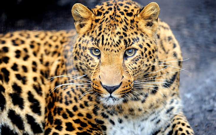 Prédateur animal, léopard, yeux, visage, Animal, prédateur, léopard, yeux, visage, Fond d'écran HD