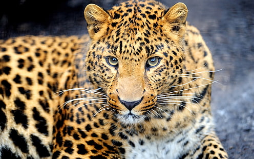 Tier Raubtier, Leopard, Augen, Gesicht, Tier, Raubtier, Leopard, Augen, Gesicht, HD-Hintergrundbild HD wallpaper