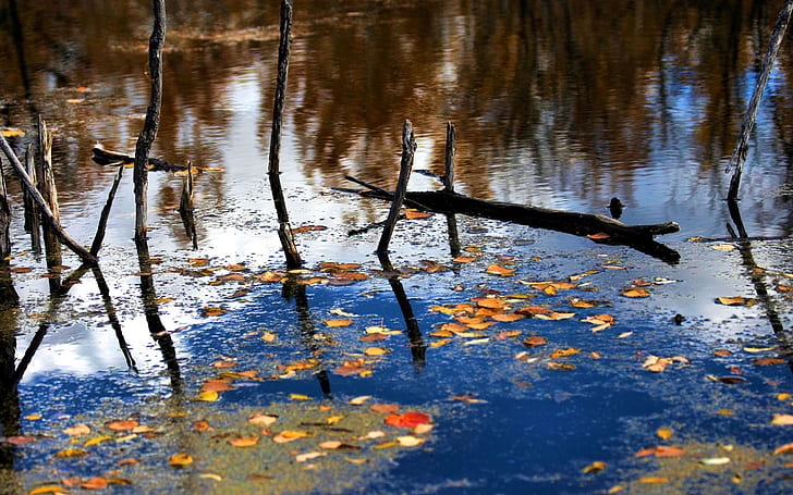 Swamp HD, lake near tree, nature, swamp, HD wallpaper