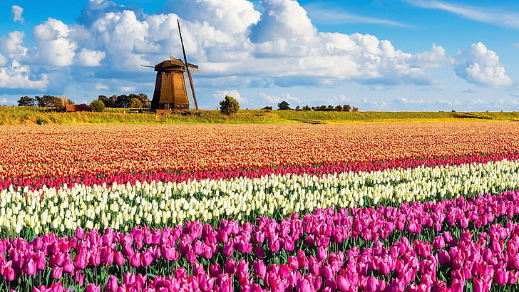 tulip flower field, brown windmill surrounded of flowers, landscape, Netherlands, flowers, windmill, nature, photography, tulips, HD wallpaper