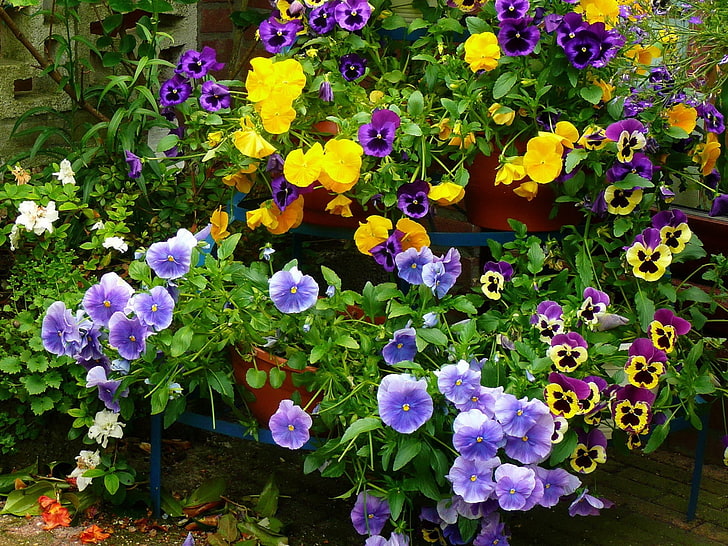 yellow and purple pansy flowers, pansies, flowers, pots, herbs, HD wallpaper
