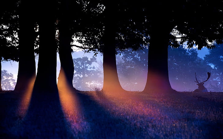 Naturwaldbäume, Morgen, Sonnenstrahlen, Rotwild, Schwarzweiss-Baumphotographie, Natur, Wald, Bäume, Morgen, Sonne, Strahlen, Rotwild, HD-Hintergrundbild