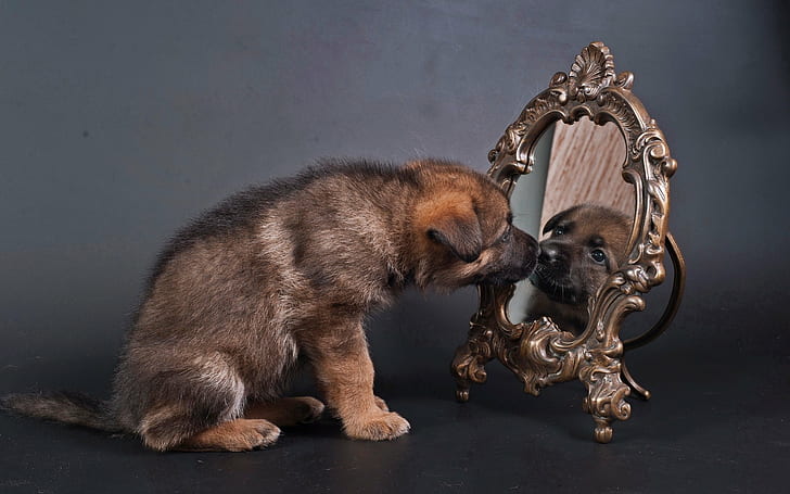 малыш, собака, собаки, зеркало, щенки, щенок, отражение, S, HD обои