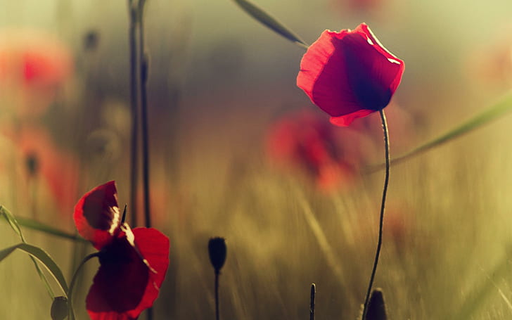 Flores amapolas campo rojo, flor roja, flores, amapolas, campo, Fondo de pantalla HD