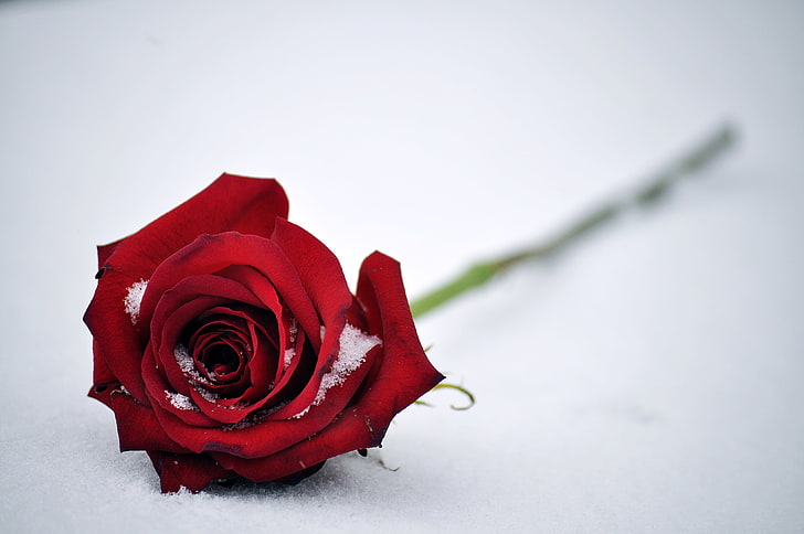 Rosa roja, nieve, 4K, Fondo de pantalla HD