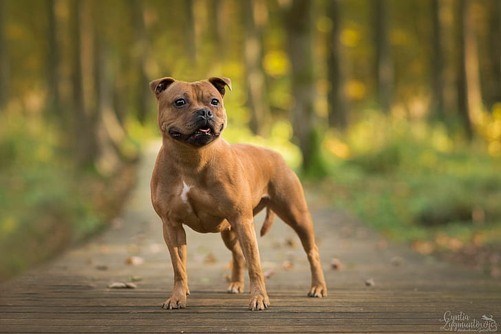 Cães, Bull Terrier, Staffordshire Bull Terrier, HD papel de parede