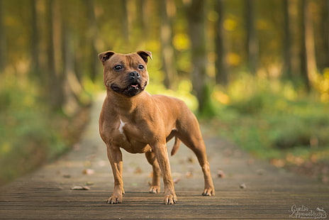 Dogs, Bull Terrier, Staffordshire Bull Terrier, HD wallpaper HD wallpaper