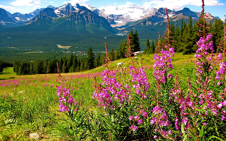 Mountain Landscape Splendid Purple Mountain Flowers Mountains With Pine Forest Green Rocky Snowy Peaks Blue Sky And White Oblaci  Hd Desktop Wallpaper, HD wallpaper