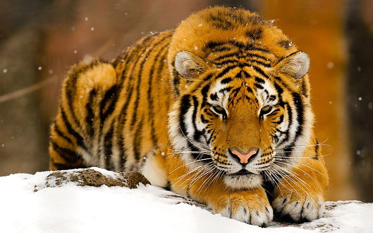 Harimau Siberia, Hewan, Harimau, salju yang indah, Wallpaper HD