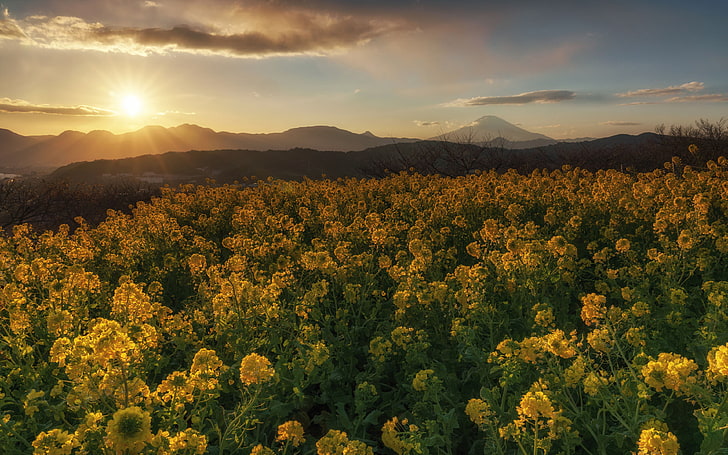 神奈川県東山公園黄色い花が咲く春の日没の牧草地4k超のHDデスクトップの壁紙、ラップトップ、タブレット、携帯電話用3840×2400、 HDデスクトップの壁紙