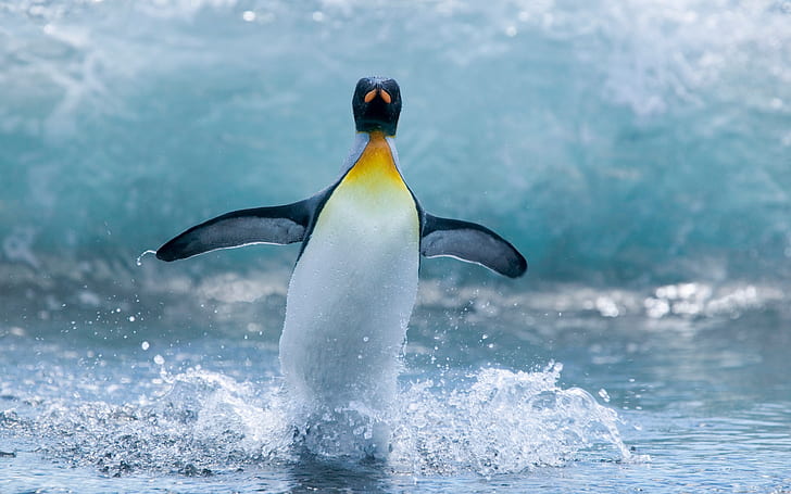 Антарктические пингвины танцуют, Антарктика, Пингвины, танцуют, HD обои