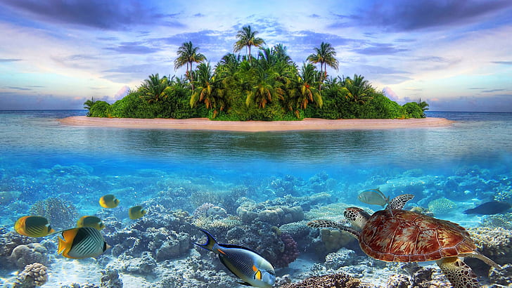 熱帯の島モルディブヤシの木サンディビーチ水中世界カメ魚サンゴウルトラHD壁紙デスクトップ携帯電話タブレットとテレビ5200×2925、 HDデスクトップの壁紙