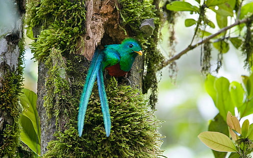 นก Quetzal คอสตาริกา, วอลล์เปเปอร์ HD HD wallpaper