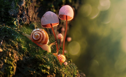  Animal, Snail, Macro, Moss, Mushroom, HD wallpaper HD wallpaper