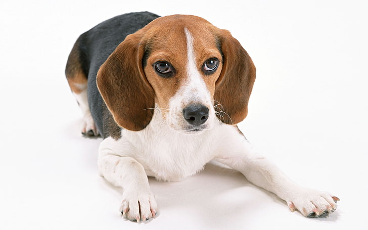 beagle bianco, marrone e nero, beagle, cucciolo, museruola, in basso, ore grandi, Sfondo HD