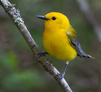 close up photo of a yellow bird, prothonotary warbler, prothonotary warbler, Prothonotary warbler, close up, photo, yellow bird, Great Dismal Swamp National Wildlife Refuge, great  dismal  swamp  national  wildlife  refuge, va, virginia, nc, north carolina, conservation, bird, birding, yellow, wildlife, animal, nature, outdoors, beak, animals In The Wild, feather, branch, HD wallpaper HD wallpaper
