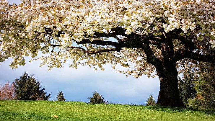Árbol de cerezos en flor en el campo de hierba verde, árboles, Fondo de pantalla HD