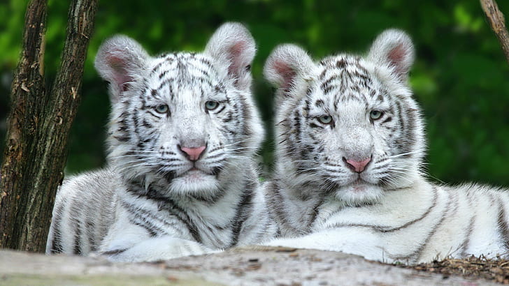 Tigre du Bengale blanc de 4 mois (non albinos), Fond d'écran HD
