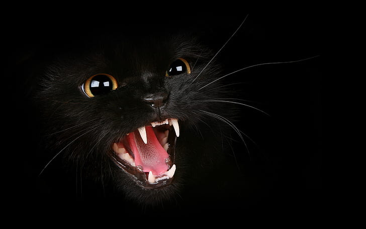 Голодный черный кот, черный, HD обои