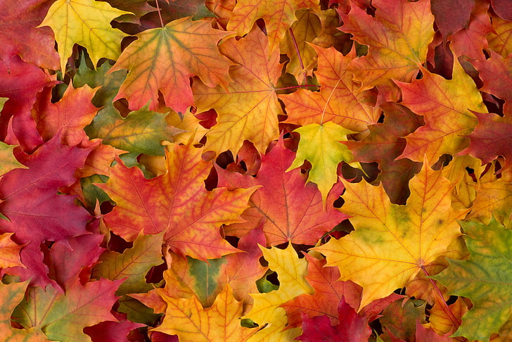 pęczek brązowych i czerwonych liści klonu, jesień, liście, jesienne liście, Tapety HD