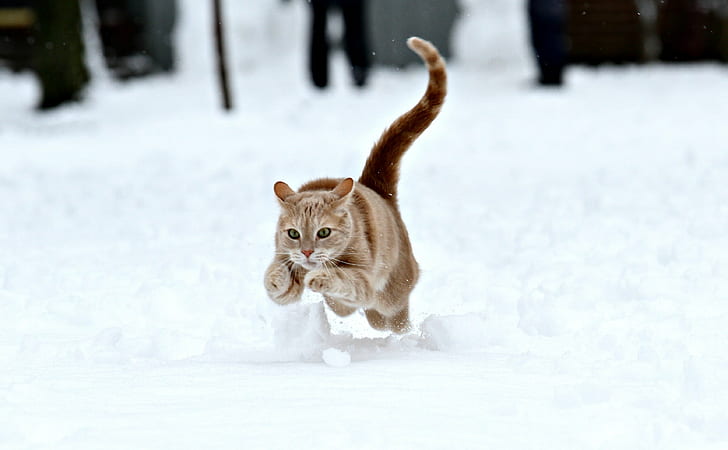бягаща оранжева таби котка на сняг, дива котка, дива котка, дива котка, ум, оранжева таби, таби котка, сняг, picmonkey, приложение, редактор, котки, котки, коте, таби, баф, оранжево, бежово, спиране на действие, домашни , животни, зима, Canon EOS 7D, DSH, изследван, животно, бозайник, на открито, сладък, природа, козина, студ - температура, HD тапет