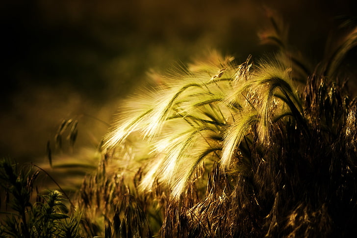 wheat, the sun, background, widescreen, Wallpaper, plant, rye, spikelets, ears, different, full screen, HD wallpapers, fullscreen, HD wallpaper