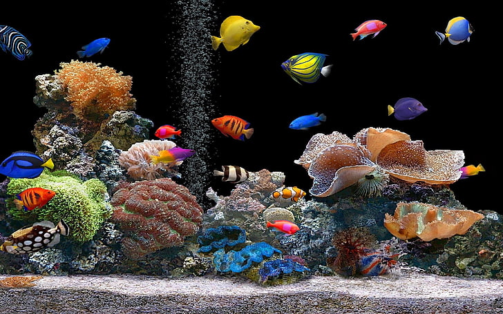 魚、魚、水中、カラフルなサンゴの群れ、 HDデスクトップの壁紙