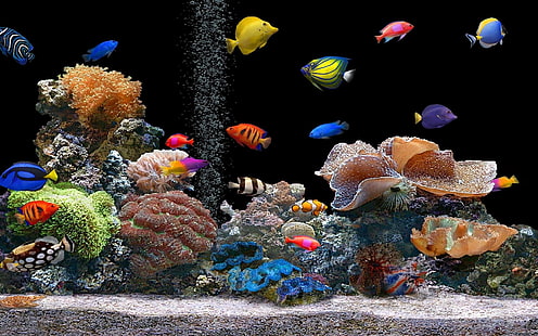 shoal of fish, fish, underwater, colorful, coral, HD wallpaper HD wallpaper