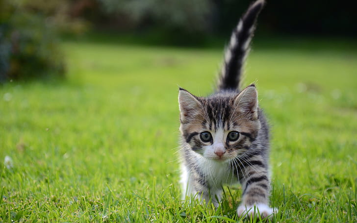 Kedi yavru kedi çimen HD, siyah, gri ve beyaz şerit tabby yavru kedi, hayvanlar, kedi, çim, yavru kedi, HD masaüstü duvar kağıdı