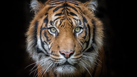 tygrys, kot, głowa, koci, Tapety HD HD wallpaper