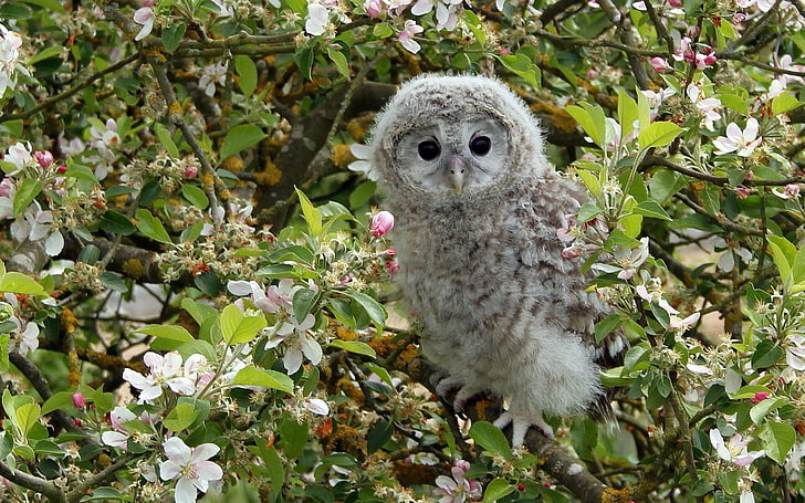 white and brown owl, branches, tree, owl, bird, Apple, flowering, chick, flowers, owlet, HD wallpaper