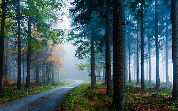 green leafed trees, landscape, nature, mist, road, forest, grass, trees, sunlight, morning, pine trees, fall, HD wallpaper