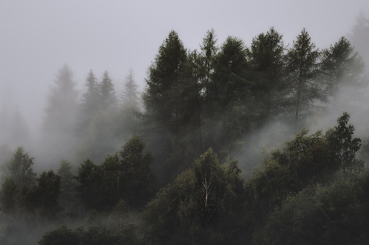 mist, pine trees, landscape, nature, trees, HD wallpaper