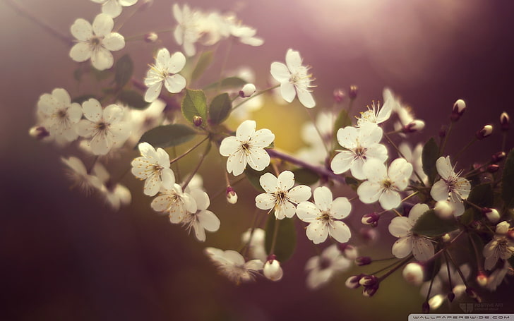 białe kwiaty, natura, liście, białe kwiaty, kwiaty, Tapety HD