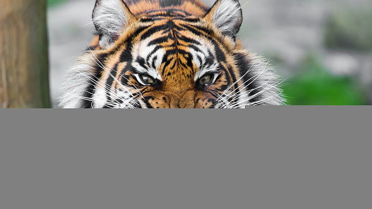 Tiger, tiger, face, teeth, anger, big cat, HD wallpaper | Wallpaperbetter