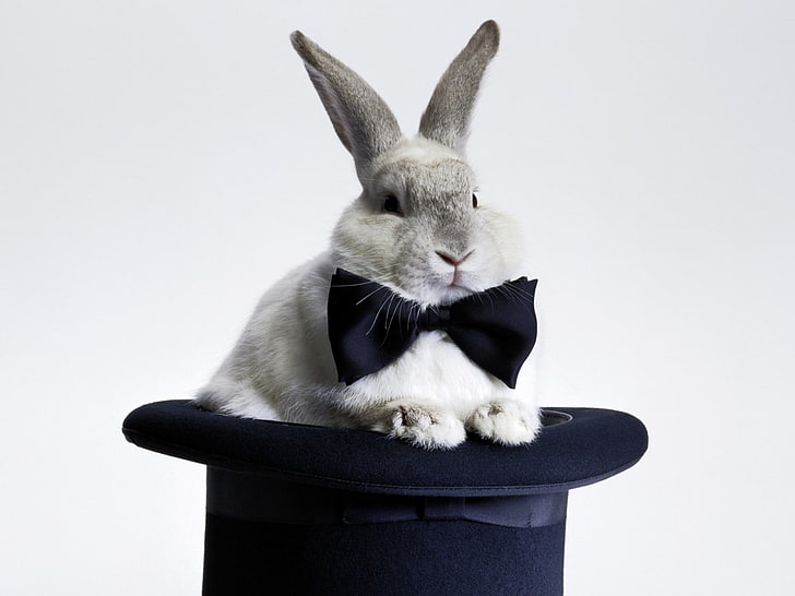 gray rabbit, rabbit, bow, hat, HD wallpaper