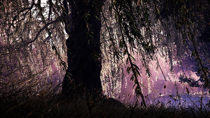 Calm, plants, relaxing, Shadow Warrior 2, Weeping willow, willow trees, Willows, wind, HD wallpaper