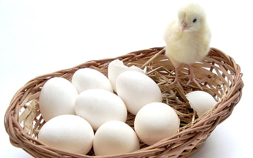 белые яйца и коричневая плетеная миска, цыпленок, яйца, корзина, HD обои HD wallpaper