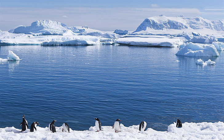 Antarctic continent penguin animal wallpaper 06, HD wallpaper