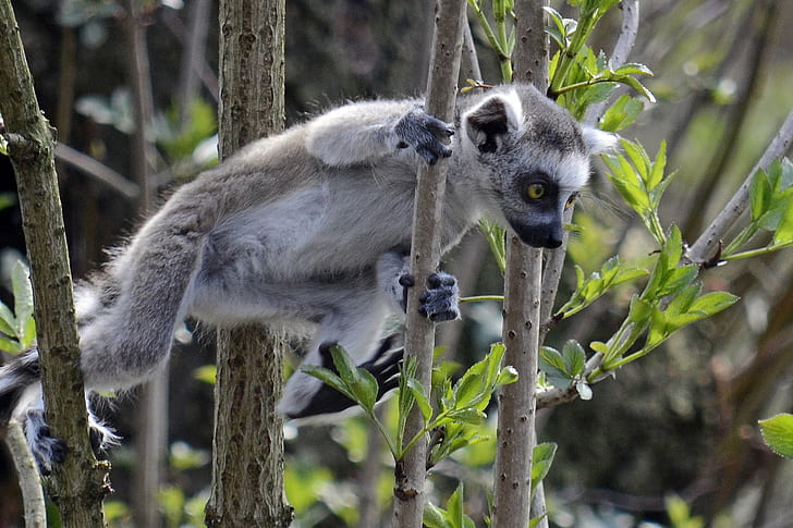 gray lemur on wood branch, gray, lemur, wood, branch, maki, Emmen, Nikon  D5100, run, tree, primate, wildlife, animal, nature, mammal, monkey, cute, madagascar, tropical Rainforest, forest, animals In The Wild, endangered Species, ring-tailed Lemur, HD wallpaper