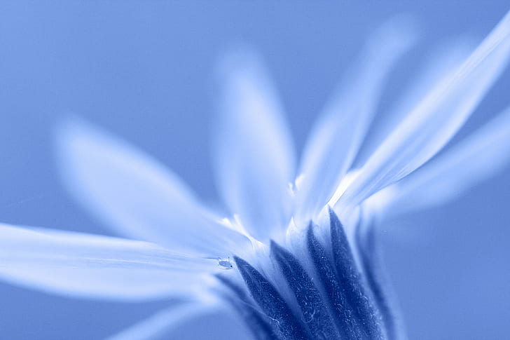 selective focus macro photography of white petaled flower, daisy, daisy, blue daisy, selective focus, macro photography, white, flower  flower, flowers, nature, Canon, close-up, blue, plant, flower, macro, HD wallpaper
