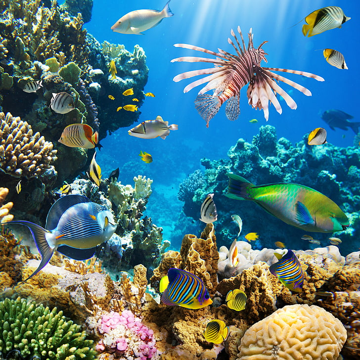 assorted fishes, fish, the ocean, underwater world, underwater, ocean, fishes, tropical, reef, coral, coral reef, HD wallpaper