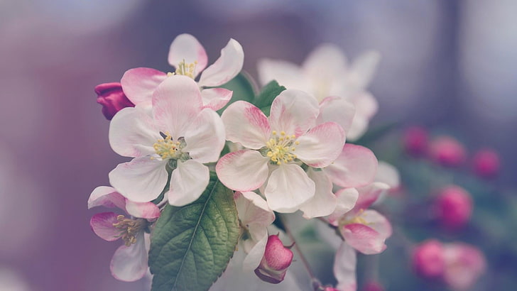 flowers, bloom, spring, tree, blurry, HD wallpaper